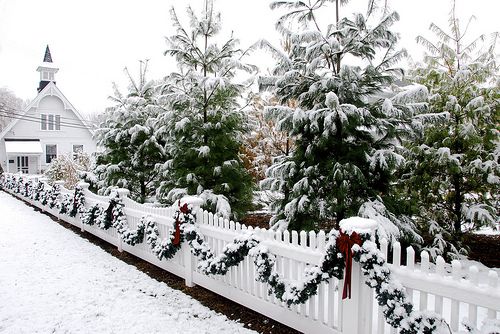 Photo of snow on a fence and on trees